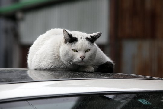 街のねこたち