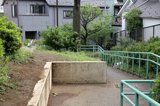 街のねこたち