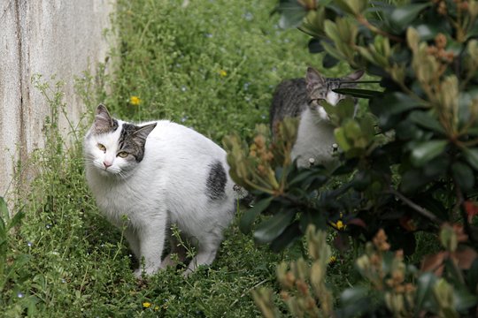 街のねこたち