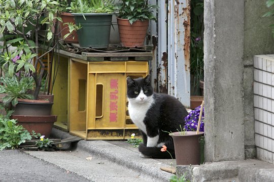 街のねこたち