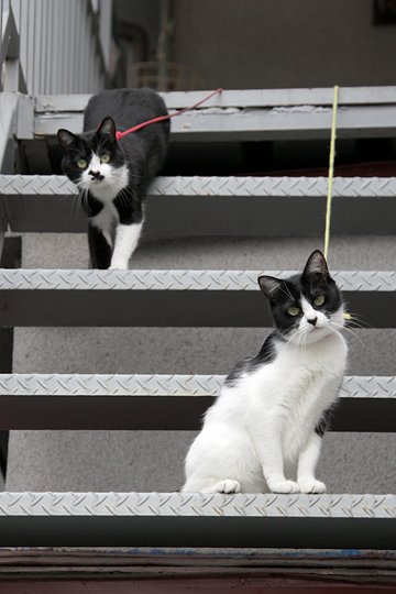街のねこたち