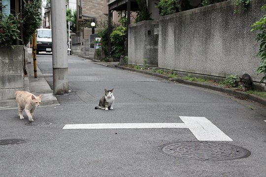街のねこたち