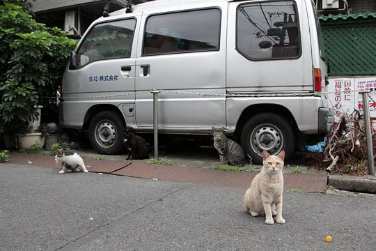 街のねこたち