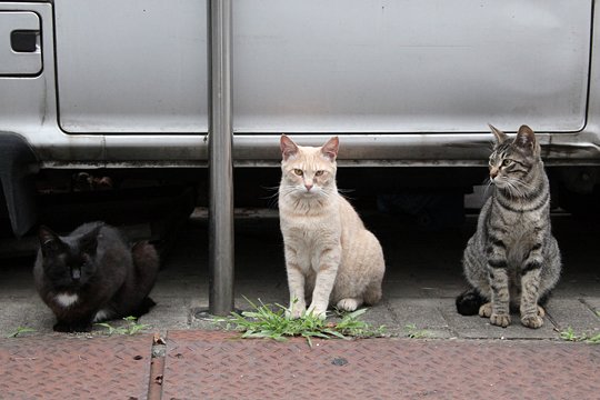 街のねこたち