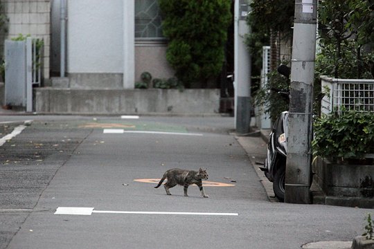 街のねこたち