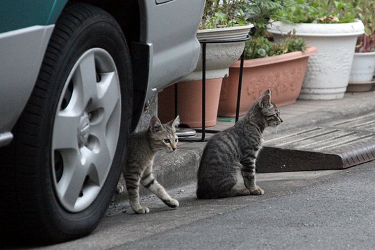 街のねこたち