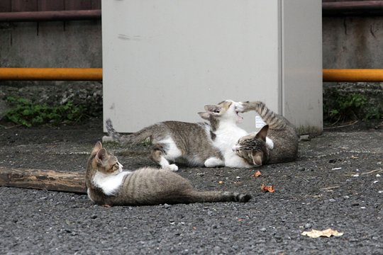 街のねこたち