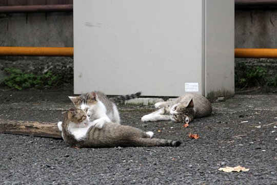 街のねこたち