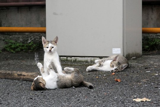 街のねこたち