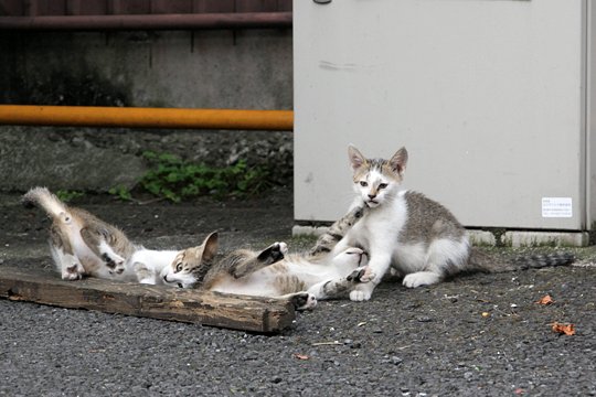 街のねこたち