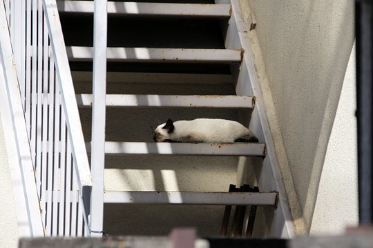 街のねこたち