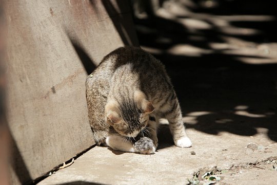 街のねこたち