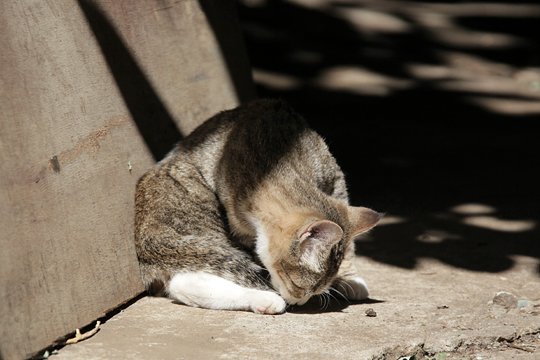 街のねこたち