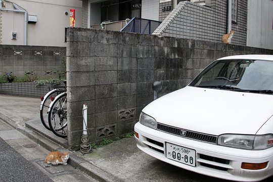 街のねこたち