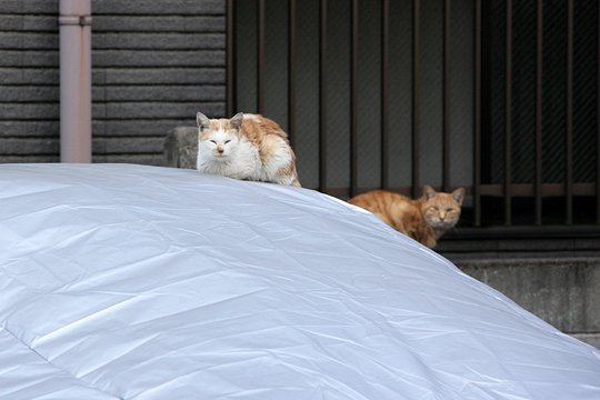 街のねこたち
