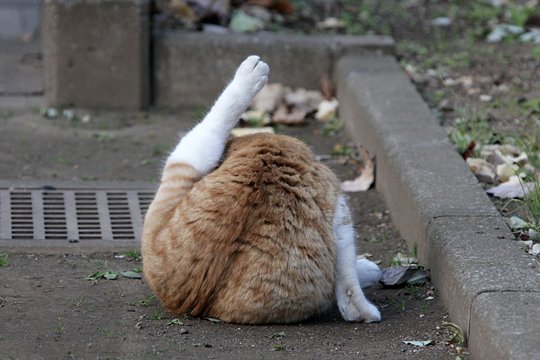 街のねこたち