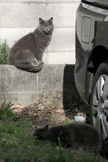 街のねこたち