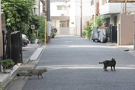 街のねこたち
