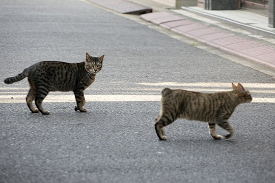 街のねこたち