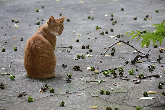 街のねこたち