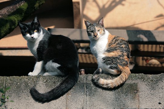 街のねこたち