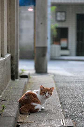 街のねこたち
