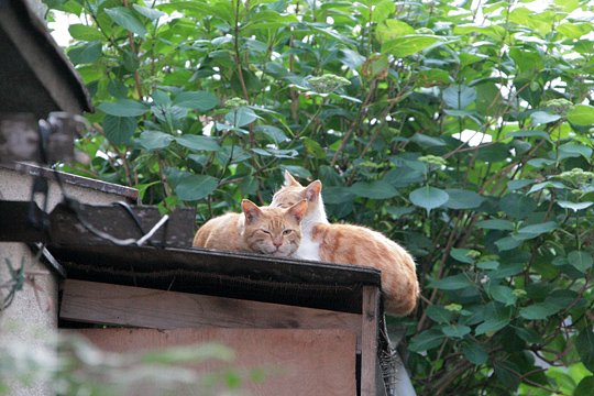街のねこたち