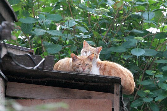 街のねこたち