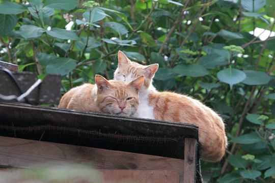 街のねこたち