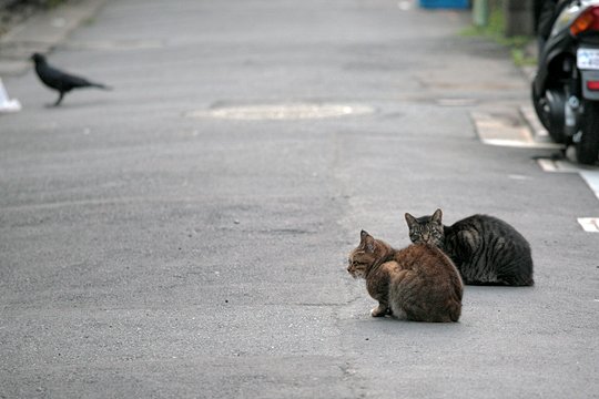 街のねこたち