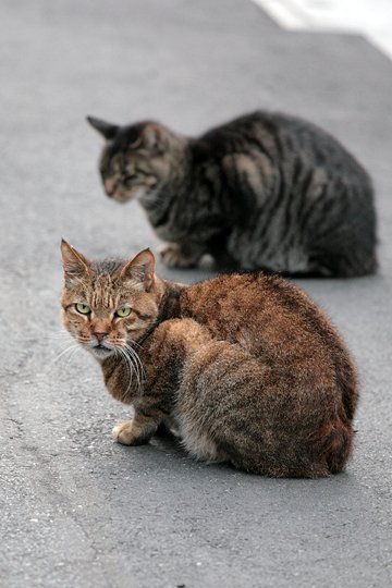 街のねこたち