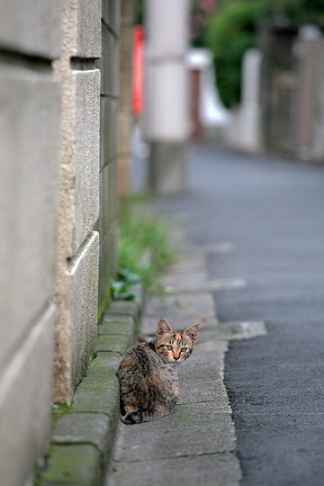 街のねこたち