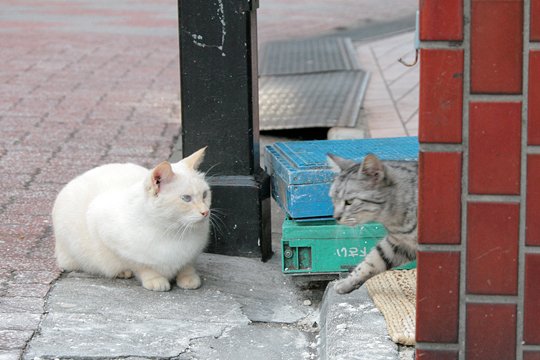 街のねこたち