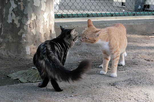 街のねこたち
