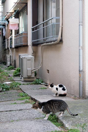 街のねこたち
