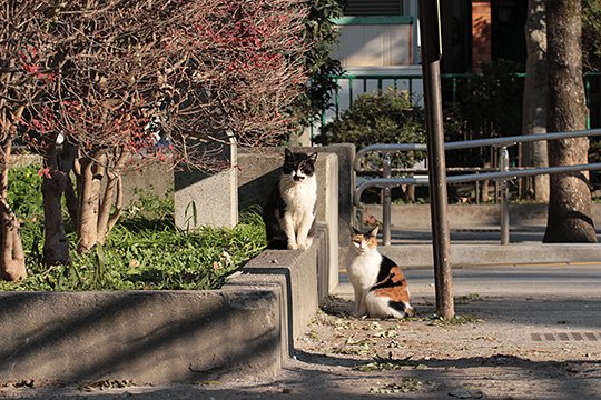 街のねこたち
