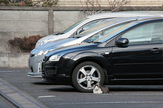 街のねこたち