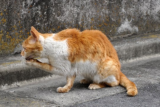 街のねこたち