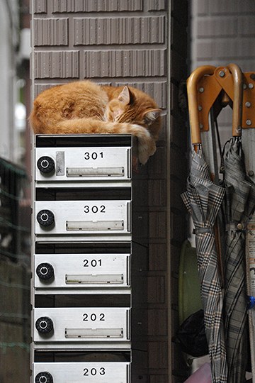 街のねこたち