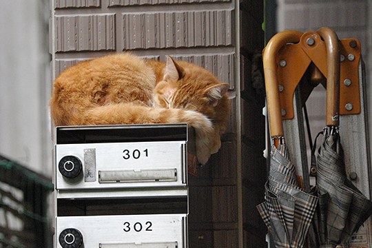 街のねこたち