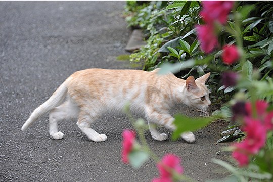 街のねこたち