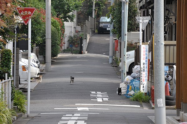 街のねこたち