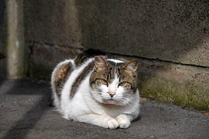 街のねこたち