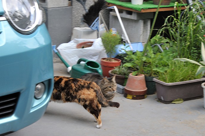 街のねこたち