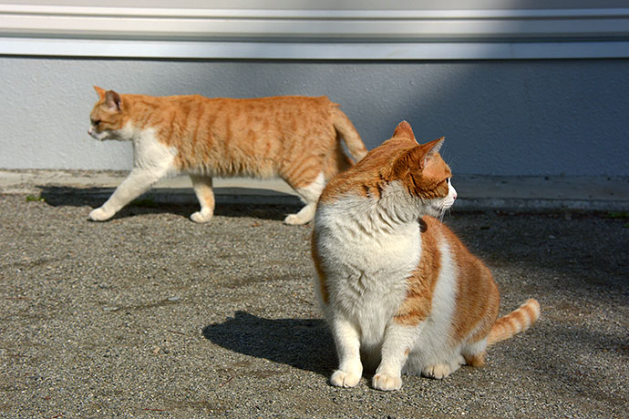街のねこたち