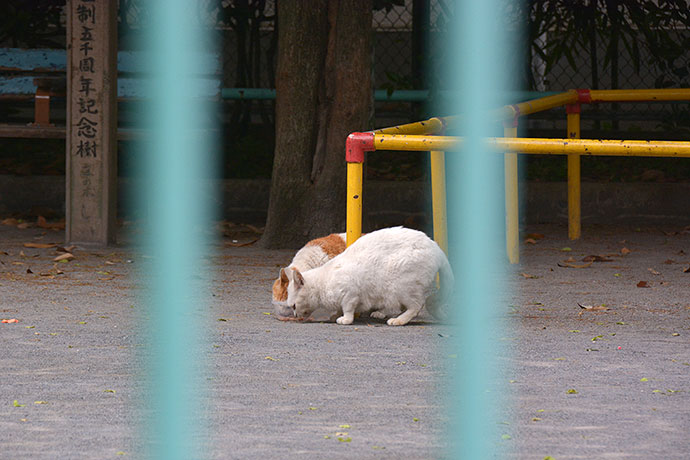 街のねこたち