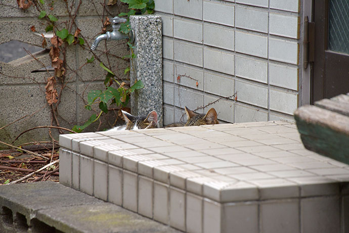 街のねこたち