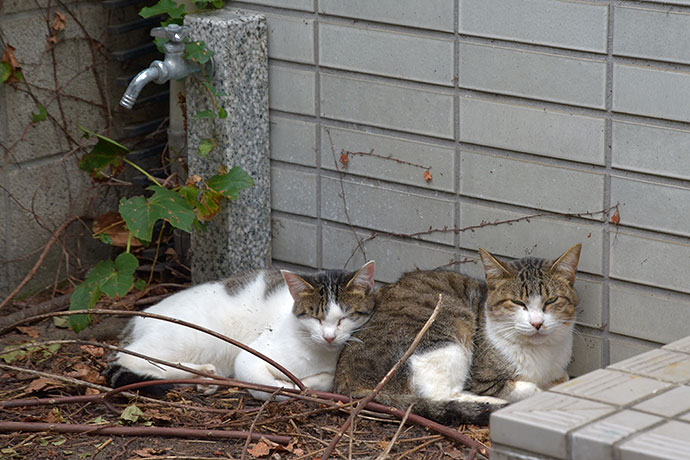 街のねこたち