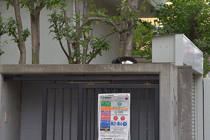 街のねこたち