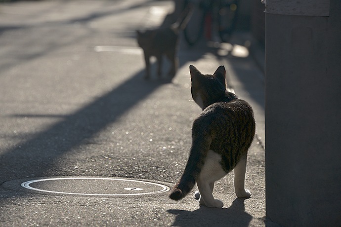 街のねこたち